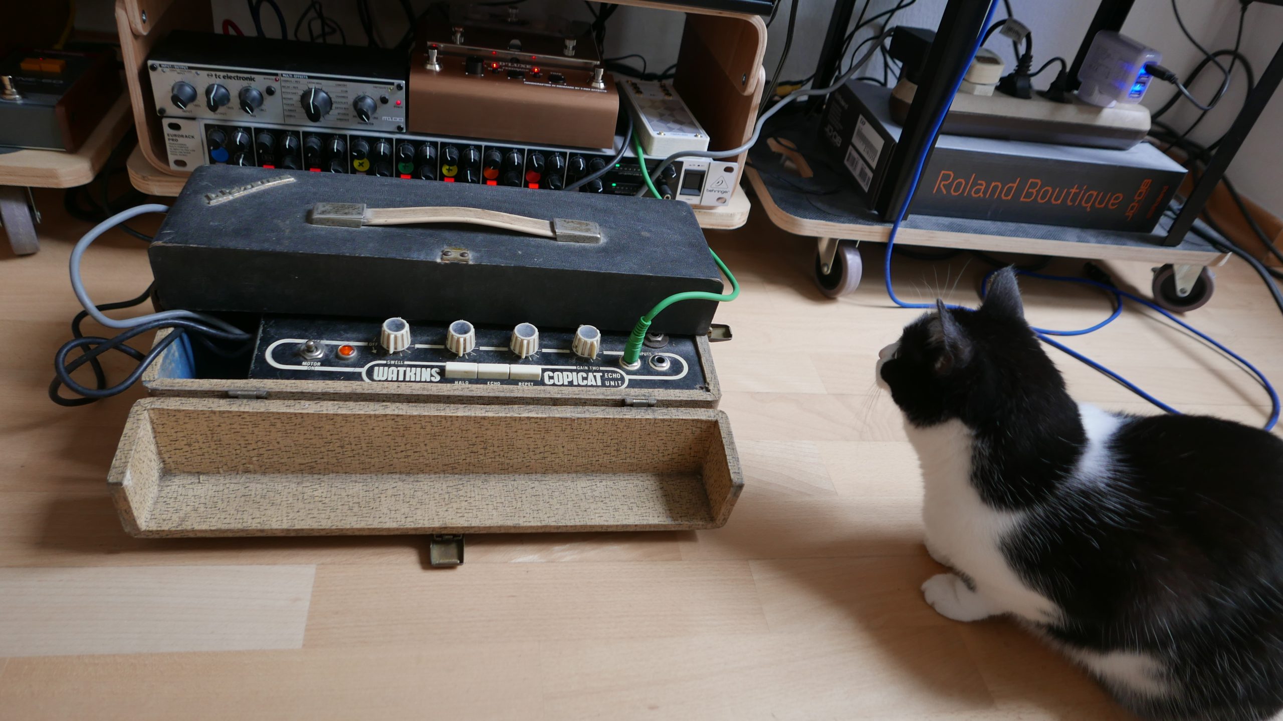 cats at modem park