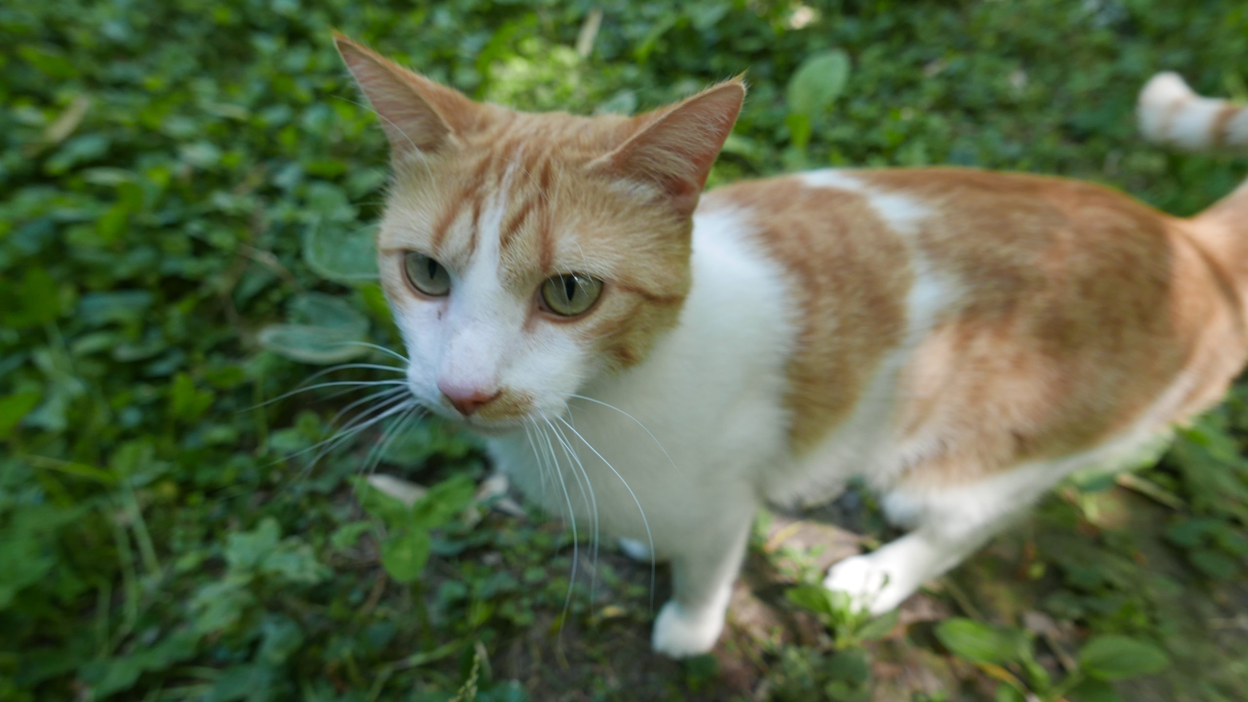 cats of provence